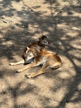 伊豆アニマルキングダムに投稿された画像（2025/5/6）