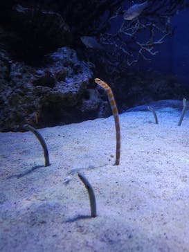 新江ノ島水族館に投稿された画像（2025/5/6）