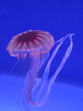 新江ノ島水族館に投稿された画像（2025/5/6）