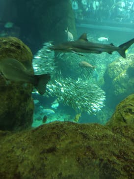 新江ノ島水族館に投稿された画像（2025/5/6）