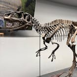 福井県立恐竜博物館に投稿された画像（2025/5/6）