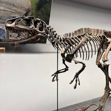 福井県立恐竜博物館に投稿された画像（2025/5/6）