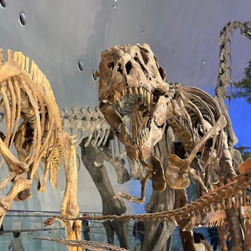 福井県立恐竜博物館に投稿された画像（2025/5/6）