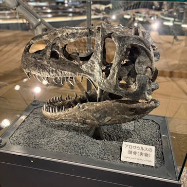 福井県立恐竜博物館に投稿された画像（2025/5/6）