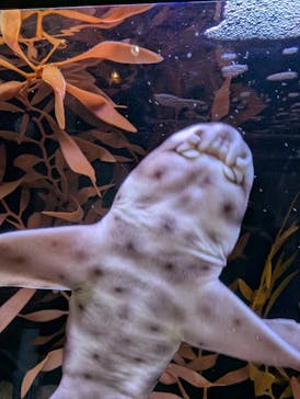 アクアワールド茨城県大洗水族館に投稿された画像（2025/5/6）
