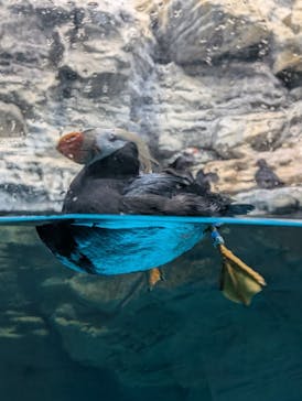 アクアワールド茨城県大洗水族館に投稿された画像（2025/5/6）
