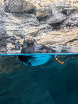 アクアワールド茨城県大洗水族館に投稿された画像（2025/5/6）