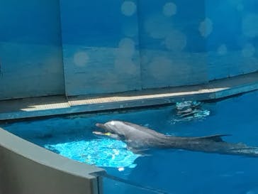 新江ノ島水族館に投稿された画像（2025/5/6）