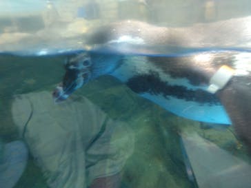 新江ノ島水族館に投稿された画像（2025/5/6）