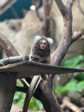 那須どうぶつ王国に投稿された画像（2025/5/6）