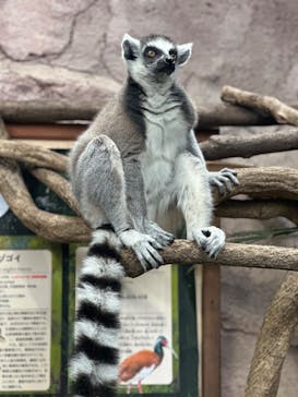 那須どうぶつ王国に投稿された画像（2025/5/6）