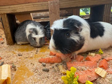 まかいの牧場に投稿された画像（2025/5/6）