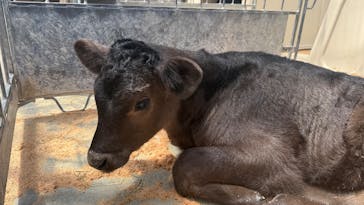 まかいの牧場に投稿された画像（2025/5/6）