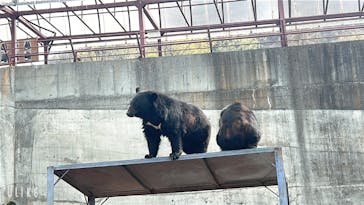 奥飛騨クマ牧場に投稿された画像（2025/5/6）
