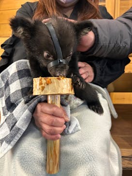 奥飛騨クマ牧場に投稿された画像（2025/5/6）