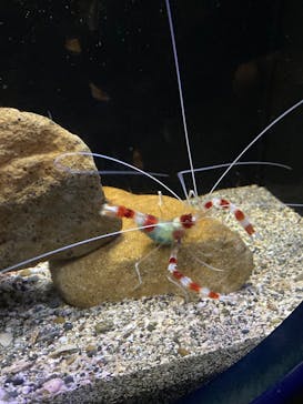 江の島シーキャンドル×新江ノ島水族館に投稿された画像（2025/5/6）