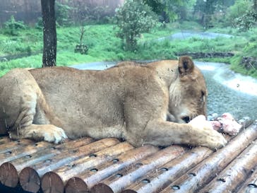 東京動物園協会_多摩動物公園に投稿された画像（2025/5/6）