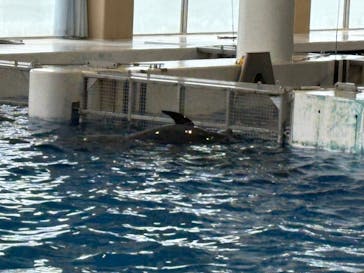 アクアワールド茨城県大洗水族館に投稿された画像（2025/5/6）