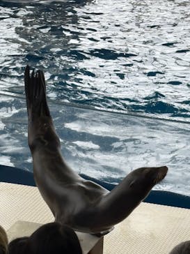 アクアワールド茨城県大洗水族館に投稿された画像（2025/5/6）