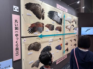 特別展「鳥～ゲノム解析が解き明かす新しい鳥類の系統～」に投稿された画像（2025/5/6）