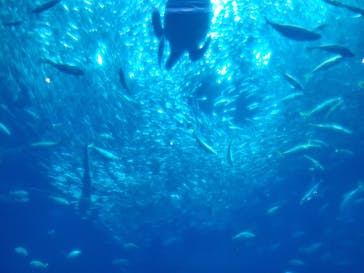 アクアワールド茨城県大洗水族館に投稿された画像（2025/5/6）