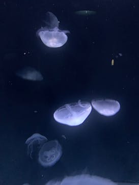 サンシャイン水族館に投稿された画像（2025/5/6）