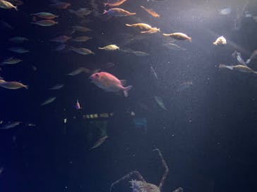 サンシャイン水族館に投稿された画像（2025/5/6）