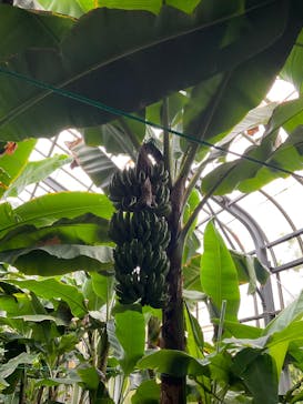 熱川バナナワニ園に投稿された画像（2025/5/6）