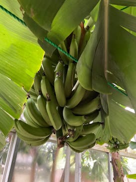 熱川バナナワニ園に投稿された画像（2025/5/6）