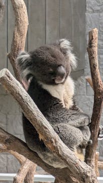 淡路ファームパーク イングランドの丘に投稿された画像（2025/5/6）