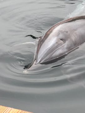 うみたま体験パーク 「つくみイルカ島」に投稿された画像（2025/5/6）