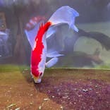 アクアマリンいなわしろカワセミ水族館に投稿された画像（2025/5/6）