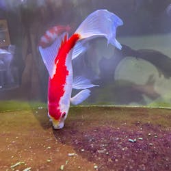 アクアマリンいなわしろカワセミ水族館に投稿された画像（2025/5/6）