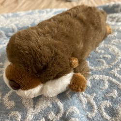 アクアマリンいなわしろカワセミ水族館に投稿された画像（2025/5/6）