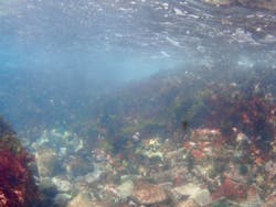 西伊豆マリン海kaiに投稿された画像（2025/5/6）