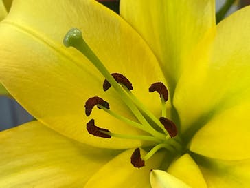 とっとり花回廊に投稿された画像（2025/5/6）