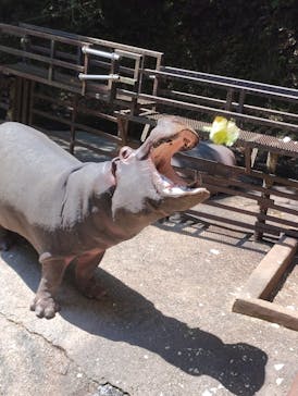 長崎バイオパークに投稿された画像（2025/5/6）