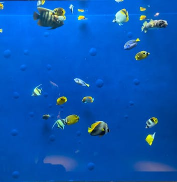 環境水族館アクアマリンふくしまに投稿された画像（2025/5/6）