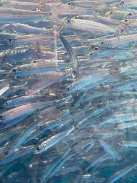 環境水族館アクアマリンふくしまに投稿された画像（2025/5/6）
