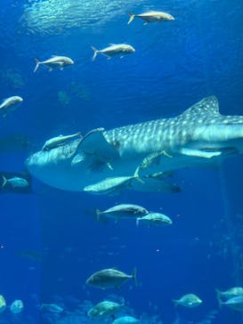 沖縄美ら海水族館に投稿された画像（2025/5/6）