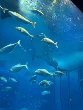 沖縄美ら海水族館に投稿された画像（2025/5/6）