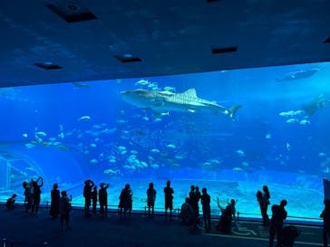 沖縄美ら海水族館に投稿された画像（2025/5/6）