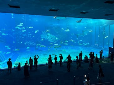 沖縄美ら海水族館に投稿された画像（2025/5/6）