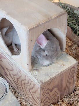 Moff animal cafe 小田原ダイナシティ店に投稿された画像（2025/5/6）