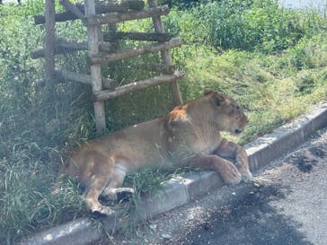 東京動物園協会_多摩動物公園に投稿された画像（2025/5/6）