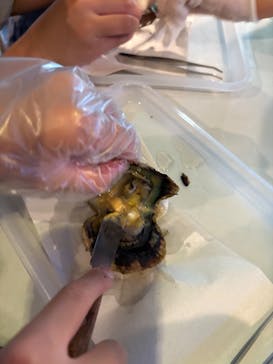 しながわ水族館に投稿された画像（2025/5/6）