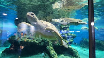 名古屋港水族館に投稿された画像（2025/5/6）