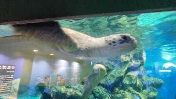 名古屋港水族館に投稿された画像（2025/5/6）