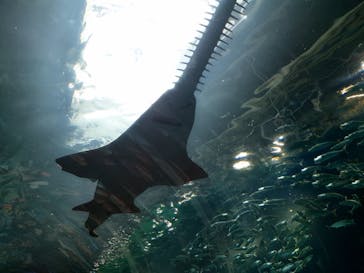 マクセル アクアパーク品川に投稿された画像（2025/5/6）