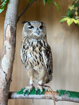 Moff animal cafe 小田原ダイナシティ店に投稿された画像（2025/5/6）